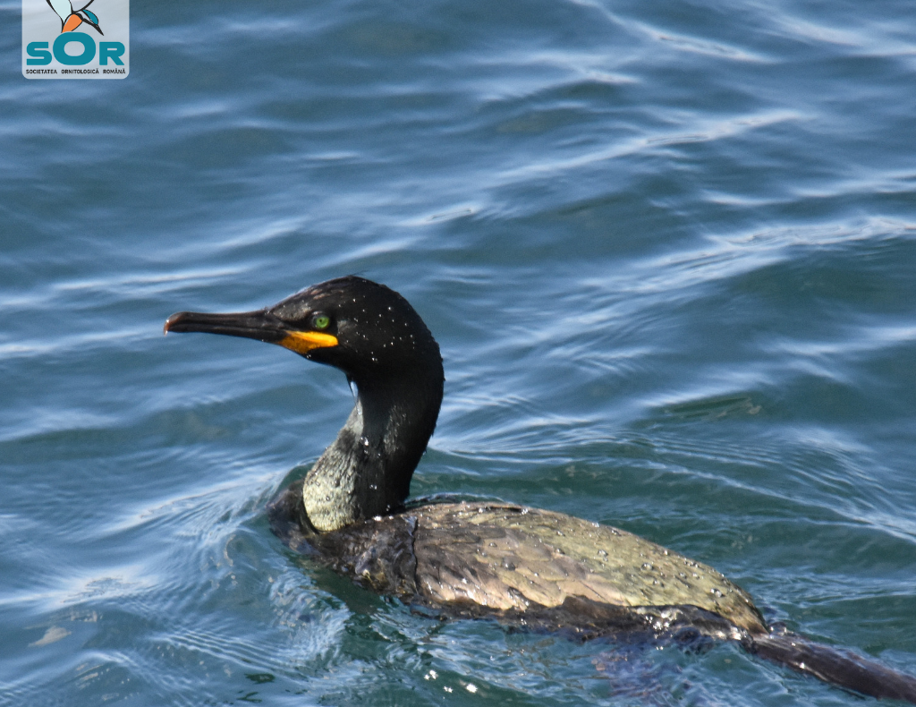 O nouă specie de cormoran a ajuns în România și îl sfidează pe Petre Daea la Constanța