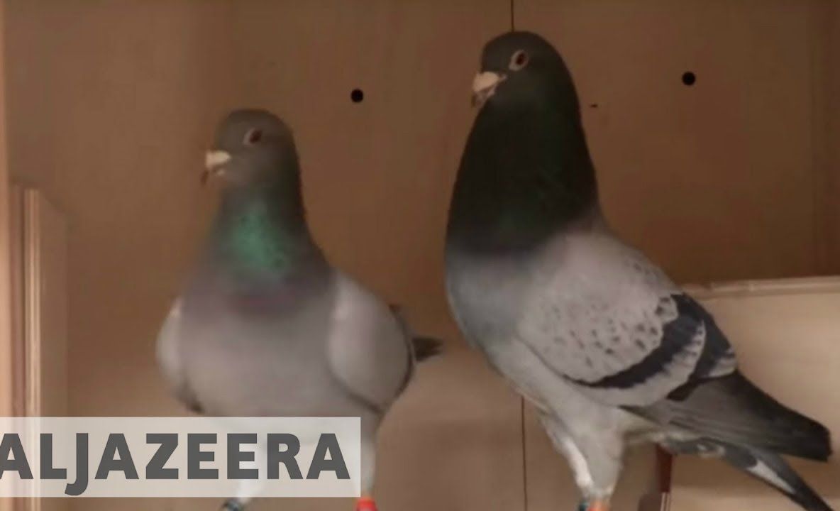 Porumbel vândut cu 1,25 milioane de euro. Cum arată pasărea?