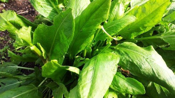 De ce ar trebui să consumi ștevie toată primăvara. Beneficii incredibile 