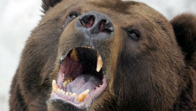 Ursul care a omorât un om va fi împuşcat