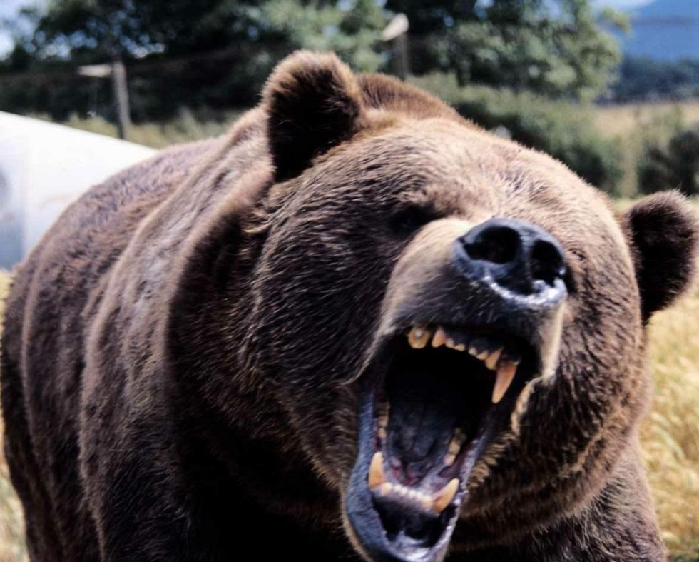 Un bărbat din Harghita, ucis de un urs înfometat (VIDEO)