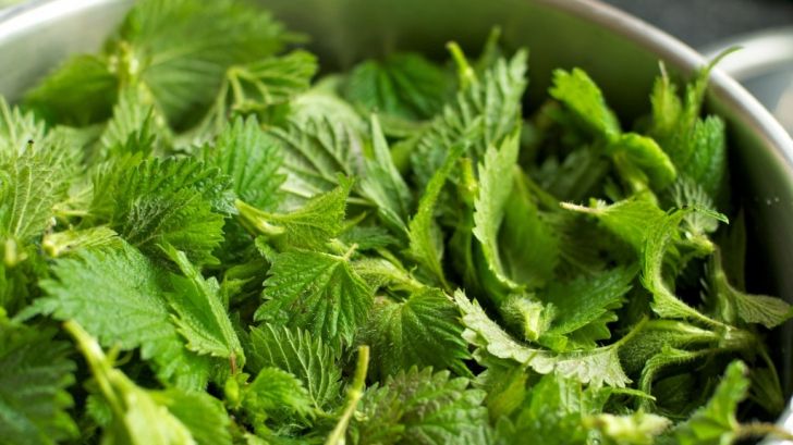 Beneficiile uimitoare ale urzicilor. Tu știi care sunt? 