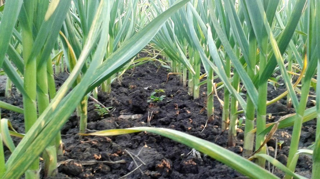 Usturoiul românesc în impas, programul lui Petre Daea nu dă roade