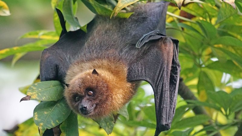 Specie uimitoare pe cale de dispariție. Cum este posibil așa ceva?