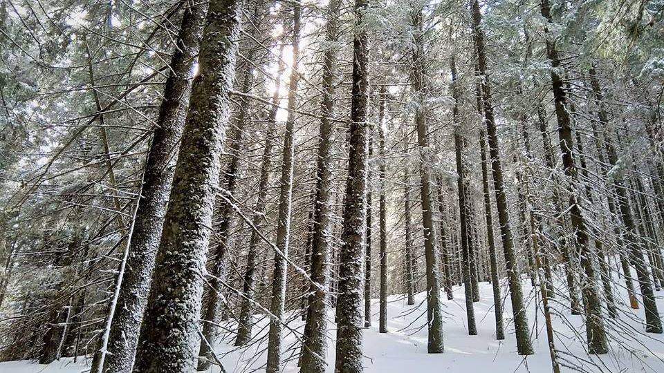 Iarnă ca-n povești în Vrancea. Cele mai frumoase imagini cu zăpada din martie