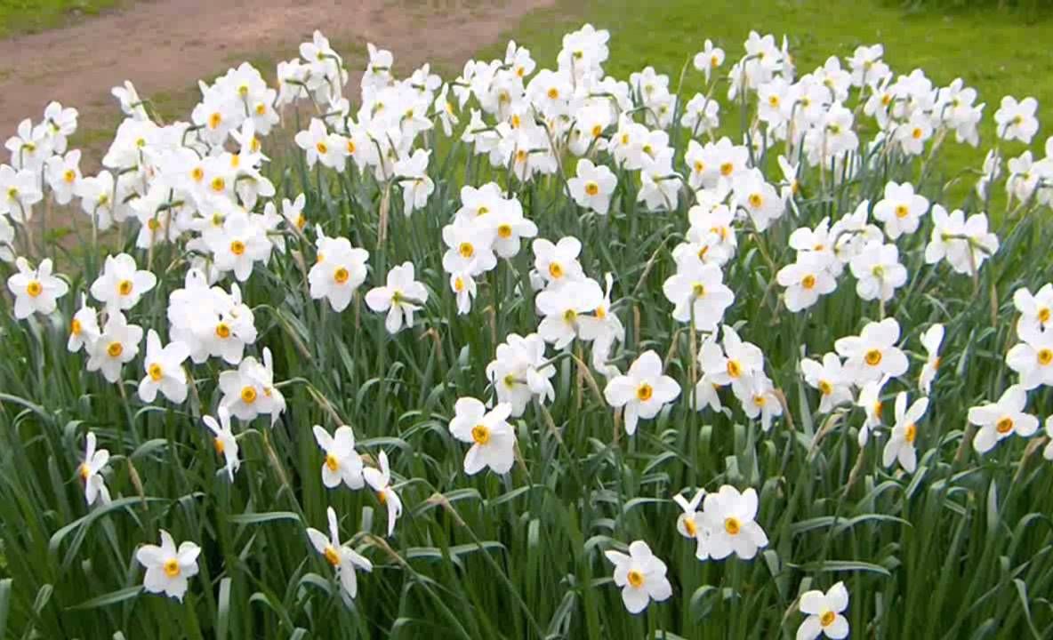 Această plantă este ucigaşă! Se vinde la toate florăriile din România, deşi e foarte toxică