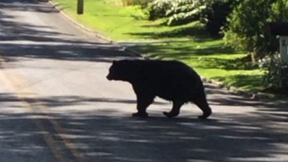 Ursuleț rătăcit și dezorientat, filmat pe străzile din Râșnov