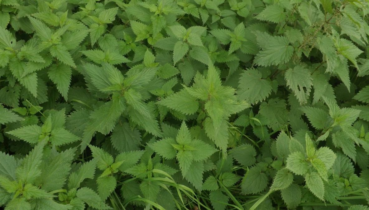 Sezonul uzicilor. Cum îţi purifici sângele cu această plantă