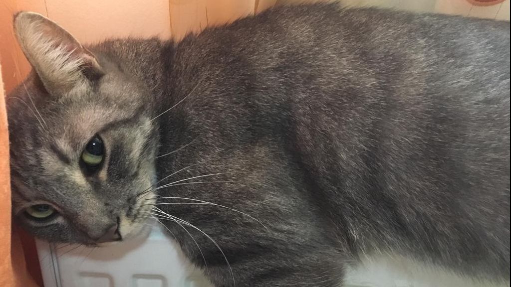 Ce nu știai că poate face o pisică. E incredibil 