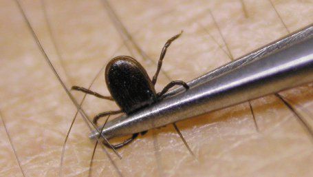 A început sezonul căpușelor! Ce trebuie să faci dacă ai fost mușcat 