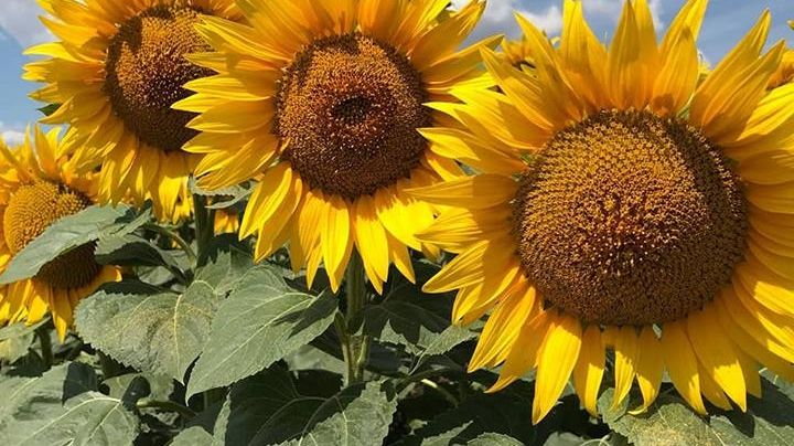 Ştiai că poţi face ceai din frunze de floarea-soarelui? E cel mai eficient remediu naturist