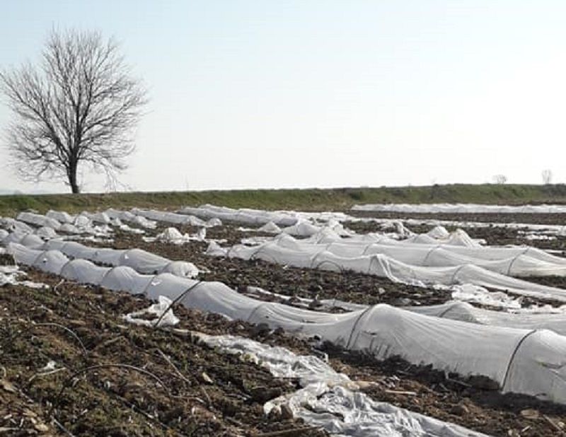 Terorism agricol în Gorj. Cultura de varză a unui consilier, distrusă de rivalii politici