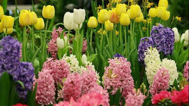 Floriile. Tradiții și superstiții. Ce să NU faci niciodată. Este mare păcat!