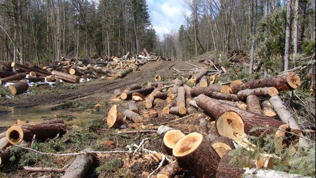 Tupeu maxim în Apuseni, hoții de lemn nu se mai tem de nimeni