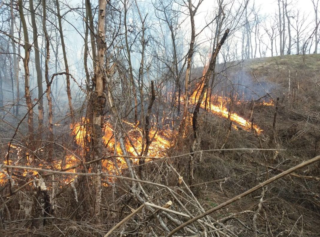 Incendiu puternic de vegetație în Sibiu. Arde pădurea din Mălâncrav