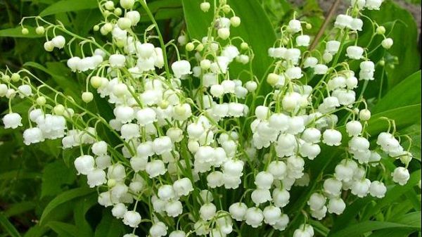 Vine căldura. Plantele care cresc în România şi care te pot omorî rapid. Tu știi care sunt? 