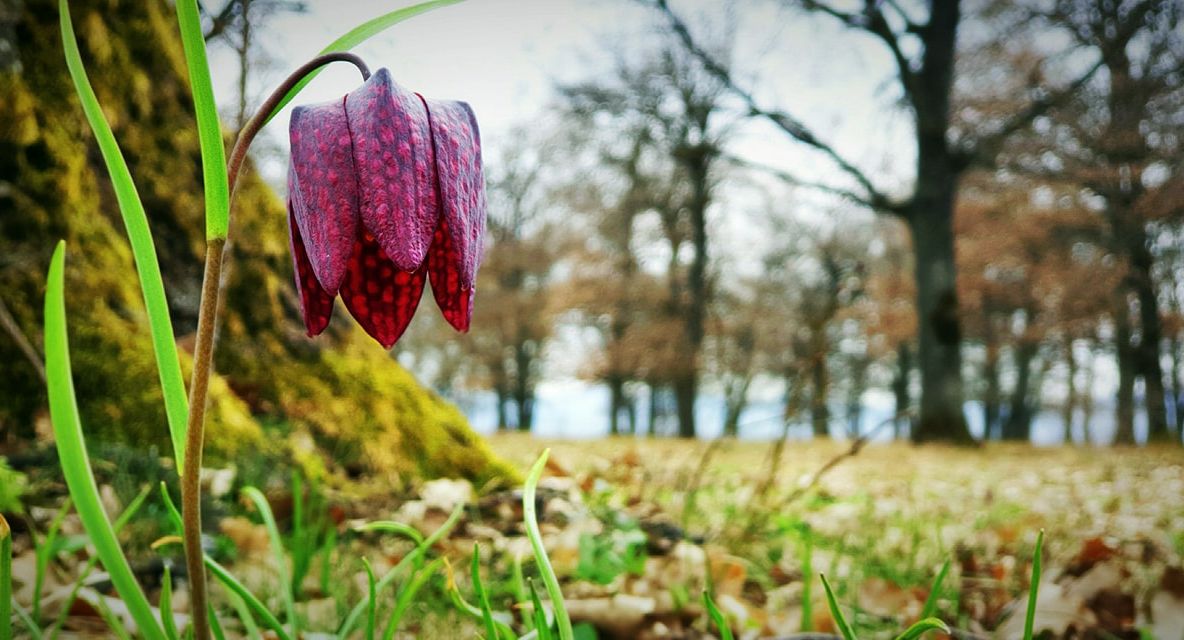 Aparație impresionantă într-o pădure din Bistrița. Din păcate, are o viață extrem de scurtă. FOTO