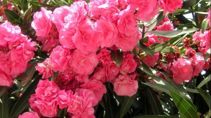 Planta pe care o ai acasă şi care te OTRĂVEŞTE. În cât timp te poate ucide 