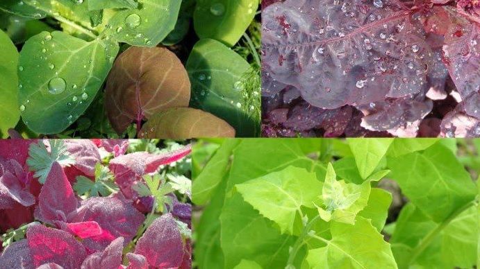 Planta care previne cancerul de colon și formarea cheagurilor de sânge