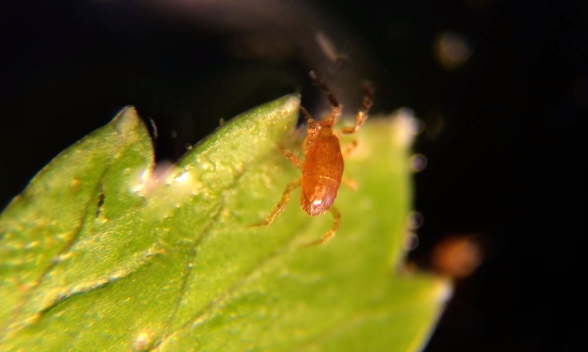 Ți se întoarce stomacul pe dos! Pericolul teribil din alimentele pe care le mănânci zilnic