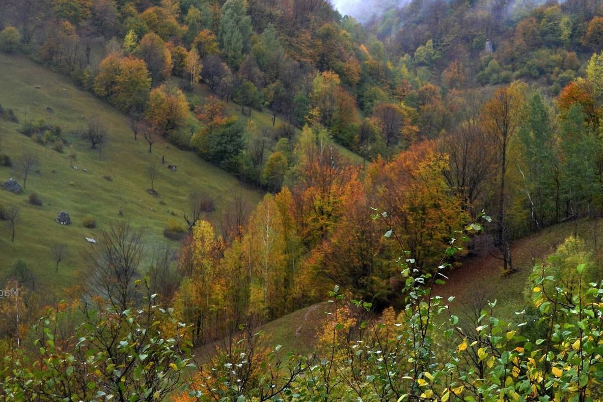 Păduri românești, vândute în China! Afacere de sute de mii de euro cu mii de hectare de păduri