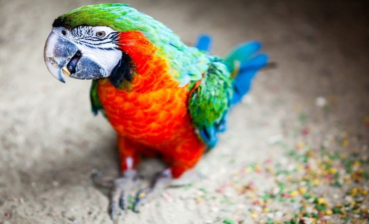 Alertă globală emisă de OMS: Boala papagalului se răspândește la om. Mai multe persoane, internate în spitalele din Europa