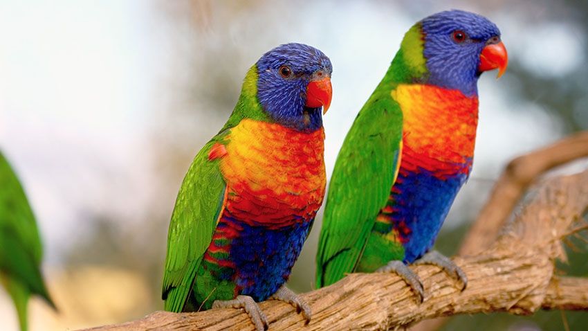 Un român întors din Italia, prins de polițiști în timp ce își plimba cei 30 de papagali și un câine