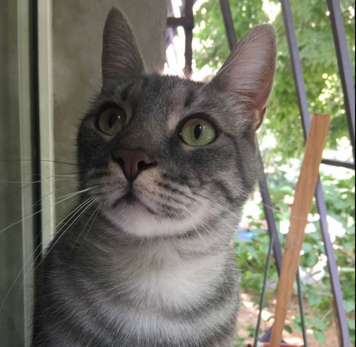 Ce pot face pisicile domestice. Vei rămâne suprins 