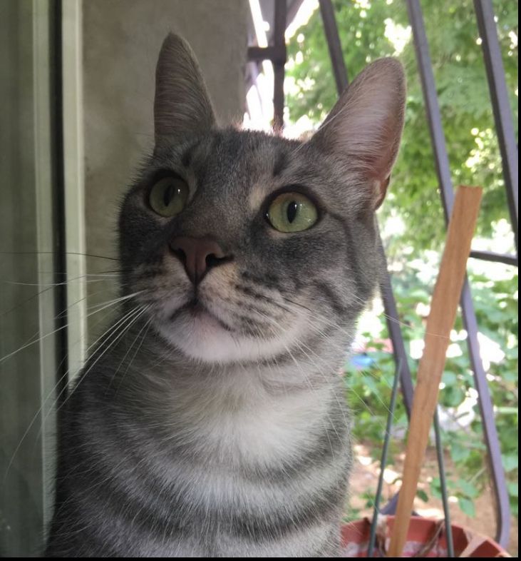 De ce e bine să ai o pisică?