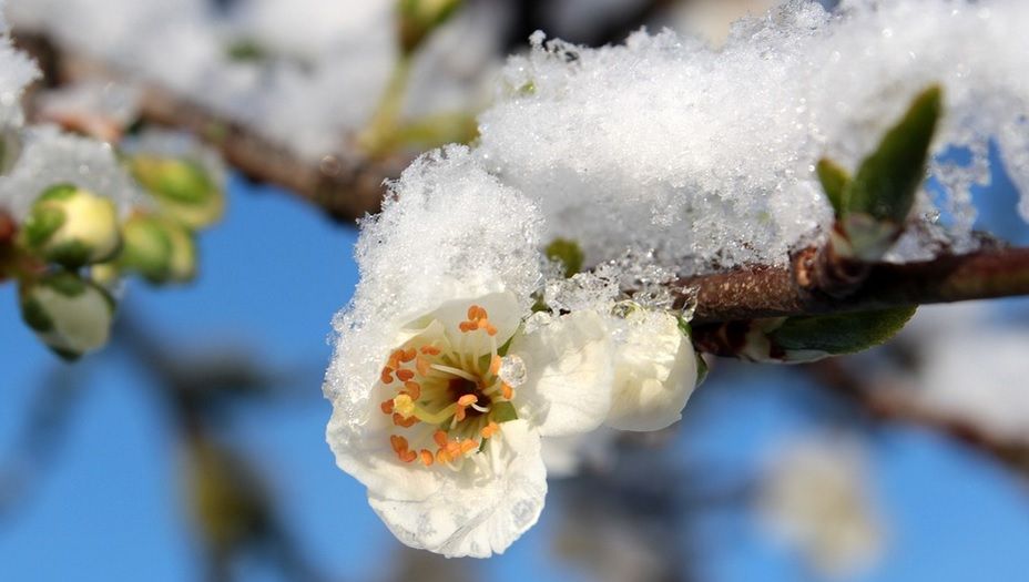 Vremea extremelor. România, lovită de un val de frig: brumă și vânt puternic 
