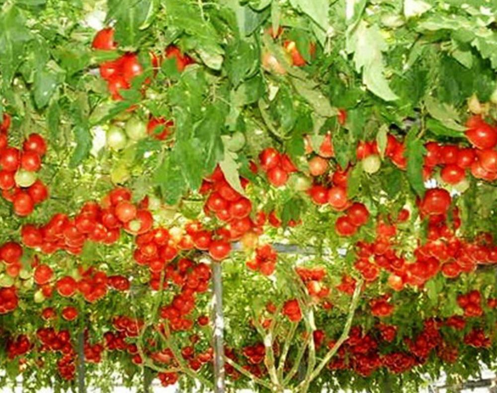 Roșia-pom de România. Soiul gigant de tomate care se cultivă și în țara noastră