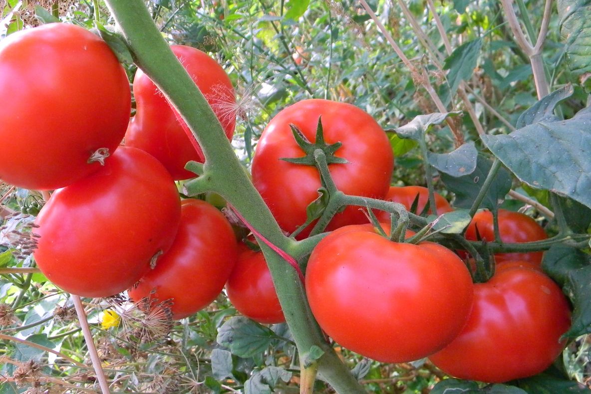 Când apar în piețe roșiile românești?