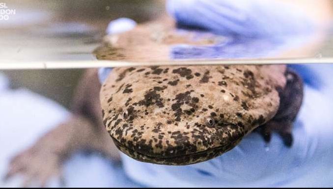 Cel mai mare amfibian de pe planetă. Tu știi cum arată? 