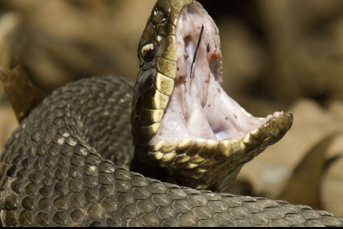 Apariție INCREDIBILĂ pe terenul de fotbal! Un șarpe a întrerupt un meci din Rusia - FOTO