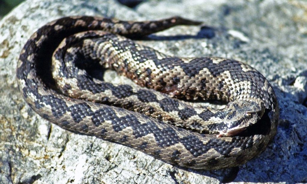 Alertă de vipere pe Transfăgărășan