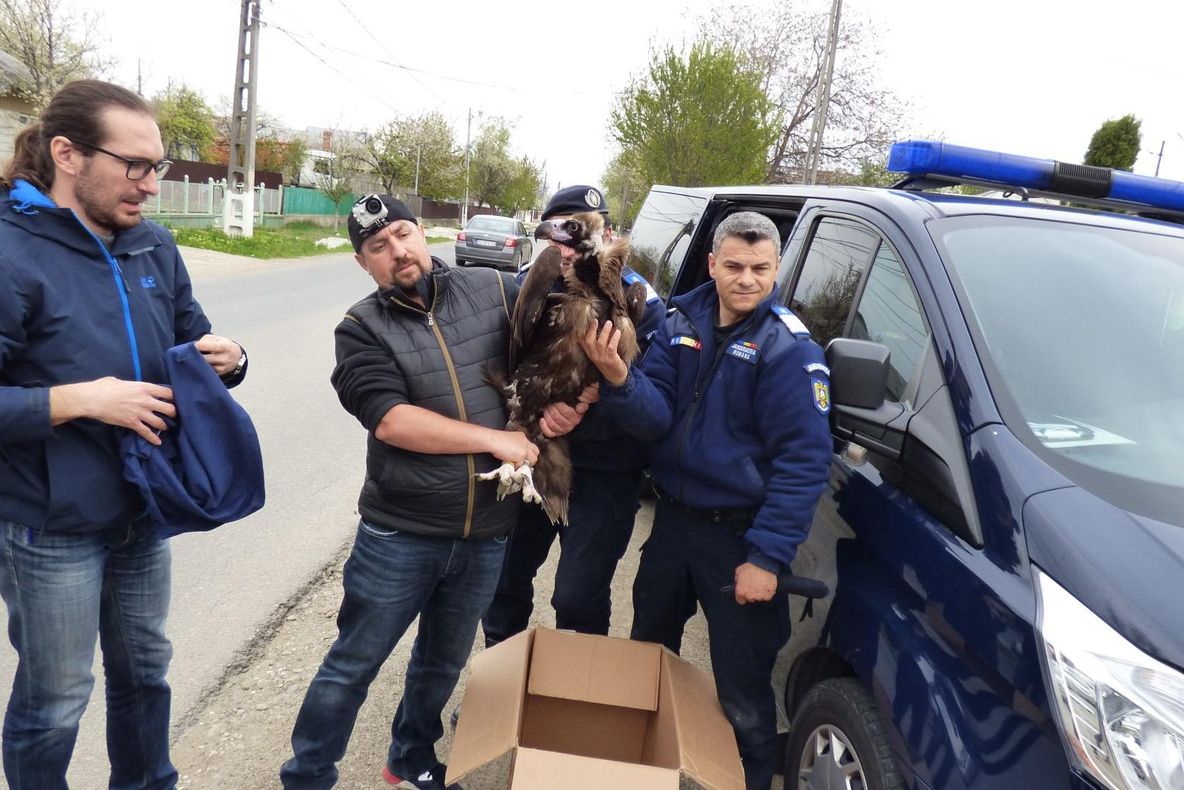 Un vrâncean s-a trezit cu unul dintre puținii vulturi pleșuvi negri, din Europa, în curte