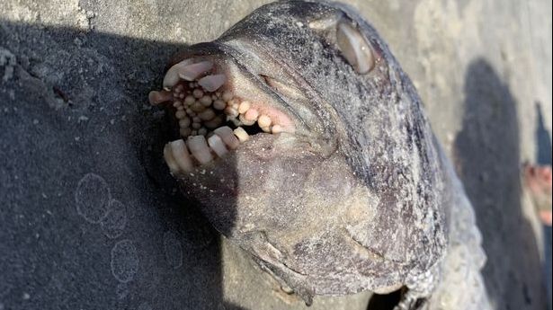 Creatura din infern cu dinți de om, găsită pe plajă