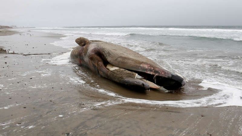 Detaliul șocant descoperit în interiorul unei balene