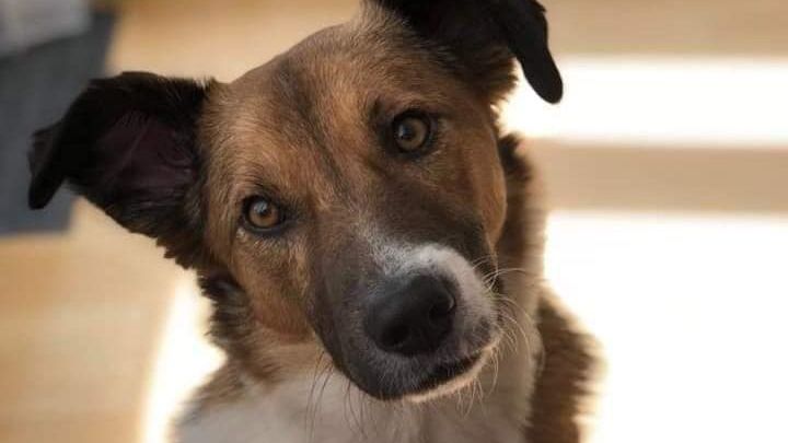 O tânără a murit după ce a fost mușcată de un câine, pe care l-a salvat de pe străzi