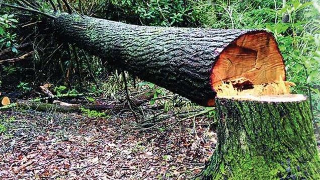 Au tăiat copacul, dar ce au găsit înăuntru le-a îngheţat sângele în vene! Cum a fost posibil