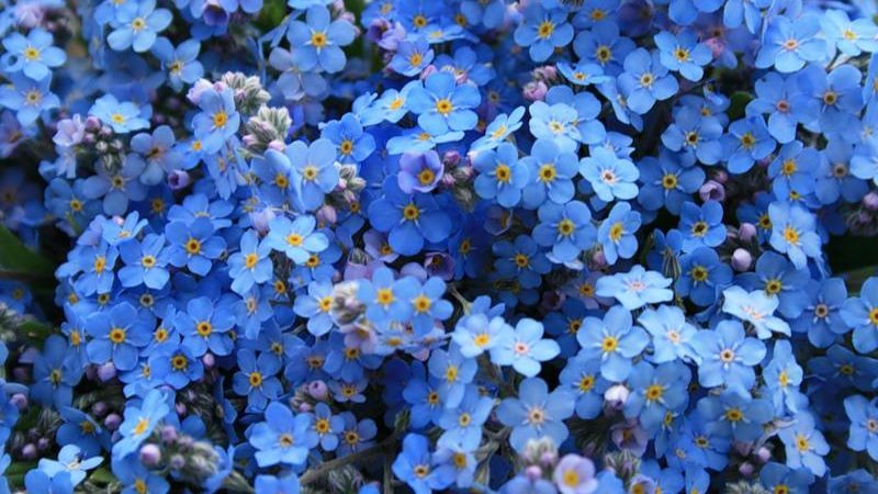 Floarea de Nu-mă-uita nu este doar frumoasă! Efectele ei terapeutice sunt, pur și simplu, uimitoare