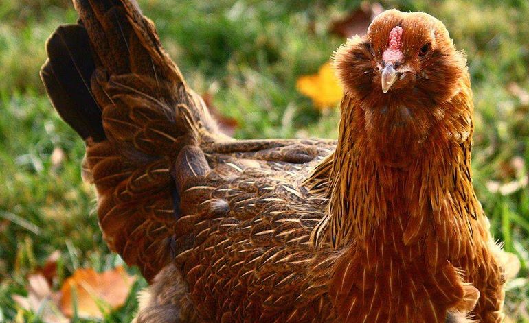 A tăiat găina, dar ce a găsit înăuntru i-a adus o avere, peste noapte! Comoara fabuloasă