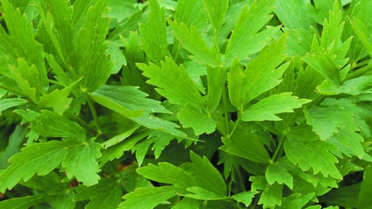 Nu mai puneţi leuştean la ciorbă dacă suferiţi de această boală! Medicii trag un semnal de alarmă