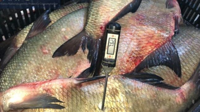 Detalii șocante din ancheta procurorilor în dosarul peștelui toxic: ”Cam miroase! Eh, spală-l și tu”