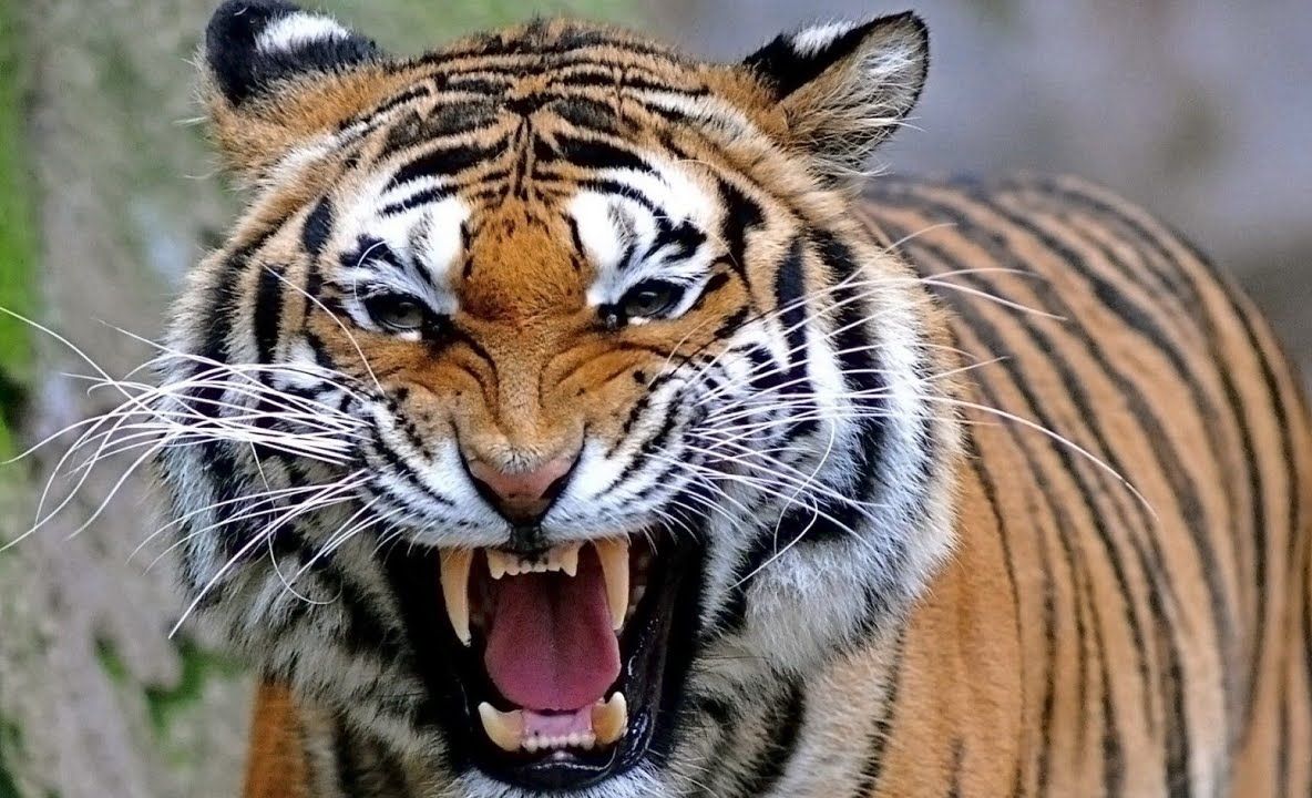 Motivul halucinant pentru care au ucis 11 tigri. E de neimaginat ce s-a întâmplat acolo 