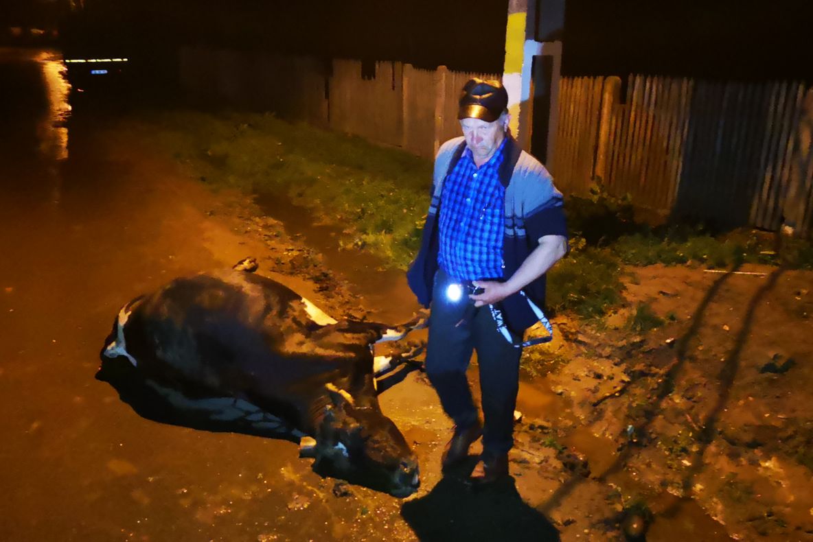 Scenele șocante, vacile electrocutate lângă un stâlp al Electrica (VIDEO)