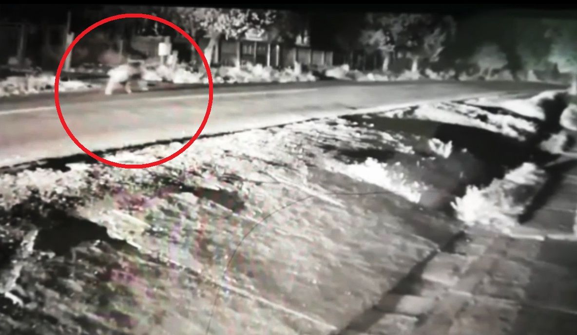 Urs fugărit de mașini pe DN 71. Motivul este incredibil