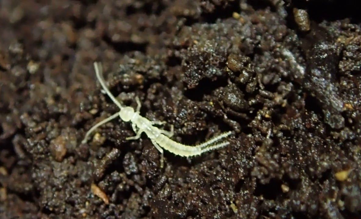 Gândacul care trăiește de la sfârșitul ultimei epoci de gheață