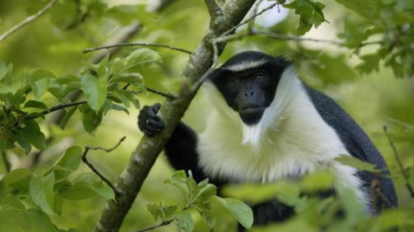 Specialiștii au venit cu un raport devastator: câte animale au dispărut de pe Pământ în 40 de ani