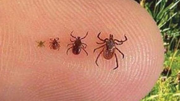 Două cazuri confirmate de boala Lyme, la Buzău